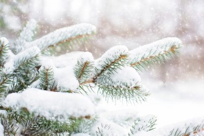 picture of snow on pine tree