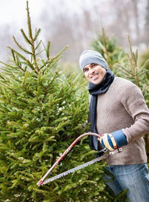 Man with saw choosing fresh Christmas trees at cut your own tree farm