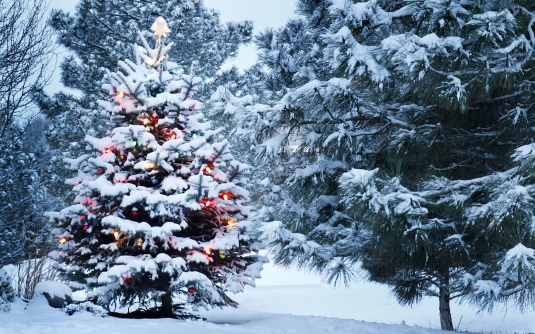 picture of a Christmas tree (or xmas tree) decorated outdoors in the snow