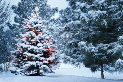 picture of a Christmas tree (or xmas tree) decorated outdoors in the snow