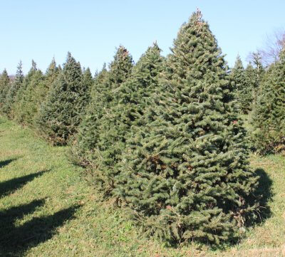picture of a Canaan Fir tree