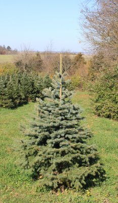 picture of a Colorado Blue Spruce tree