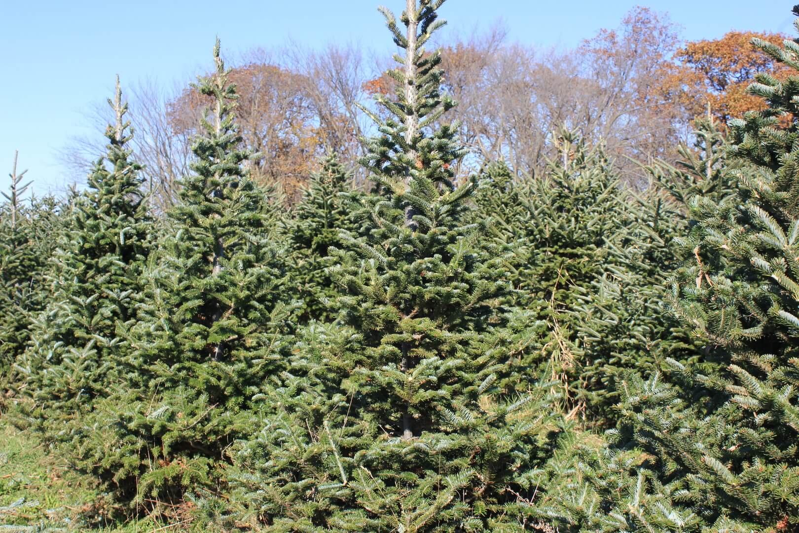 Fraser Fir - A & A Christmas Tree Farm