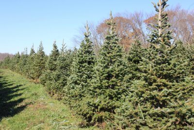 picture of a Fraser Fir tree