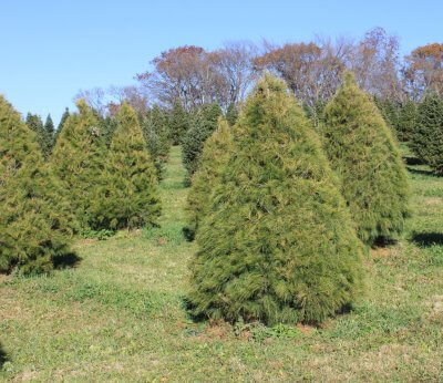 picture of a White Pine tree