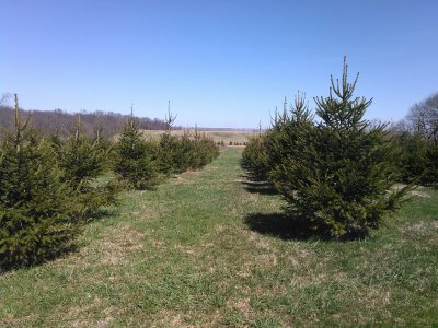 Christmas trees (or xmas trees) in field