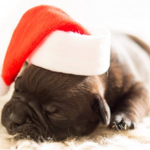 picture of dog with santa hat on