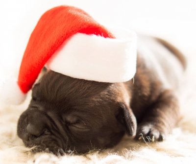 picture of dog with santa hat on