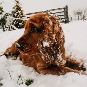 picture of dog in snow