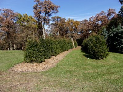 windbreak with Norway Spruces - 4yrs old