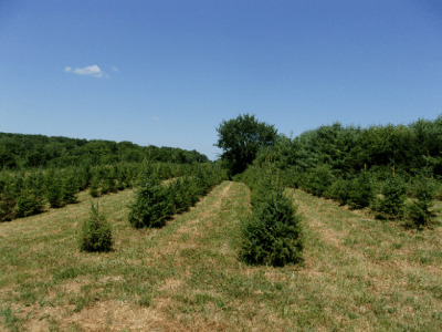 several rows of Serbian Spruces