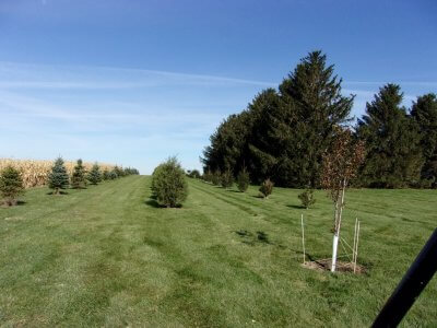 windbreak with various trees - Blue - Norway - Arbovitae